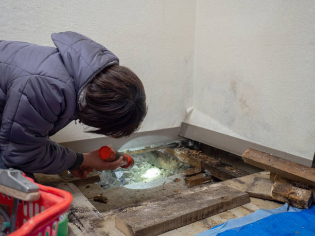 Mount Morris, MI Mold Removal Company