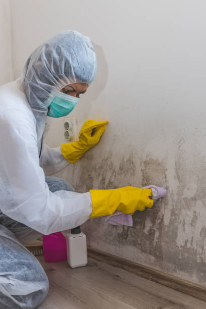 Best Mold-Related Health Consultation  in Mount Morris, MI